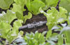 Gardena Micro-Drip-System T-koppling med spridarfäste 13 mm (1/2") 5st